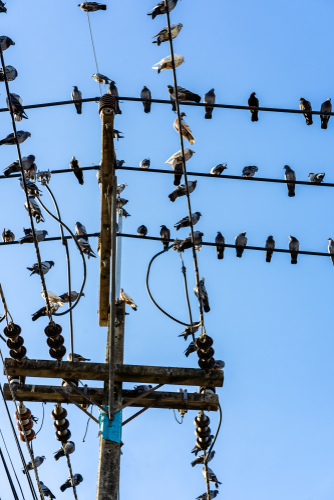 Industrial rooftop bird deterrent systems